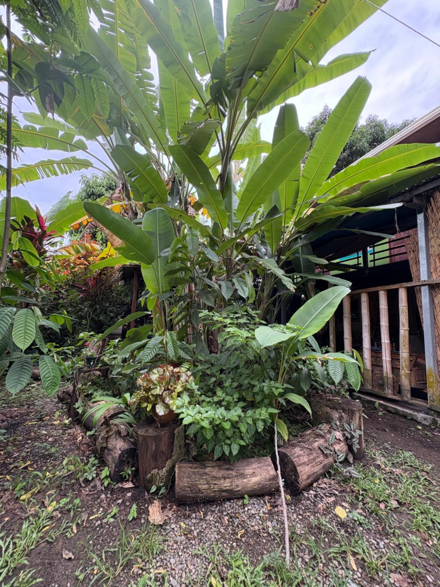 ホテル Organico Punta Riel カウイータ エクステリア 写真